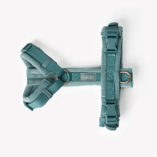 Harnais velours Blue