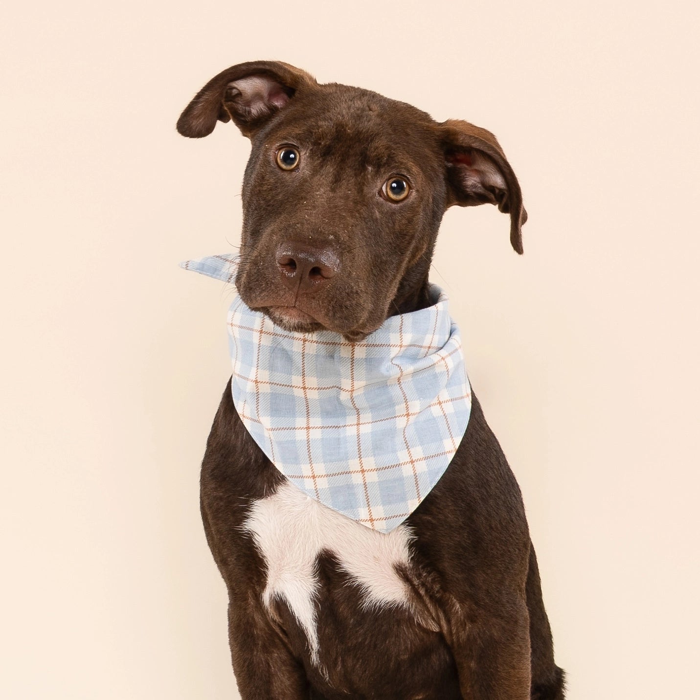 Bandana Harlowe