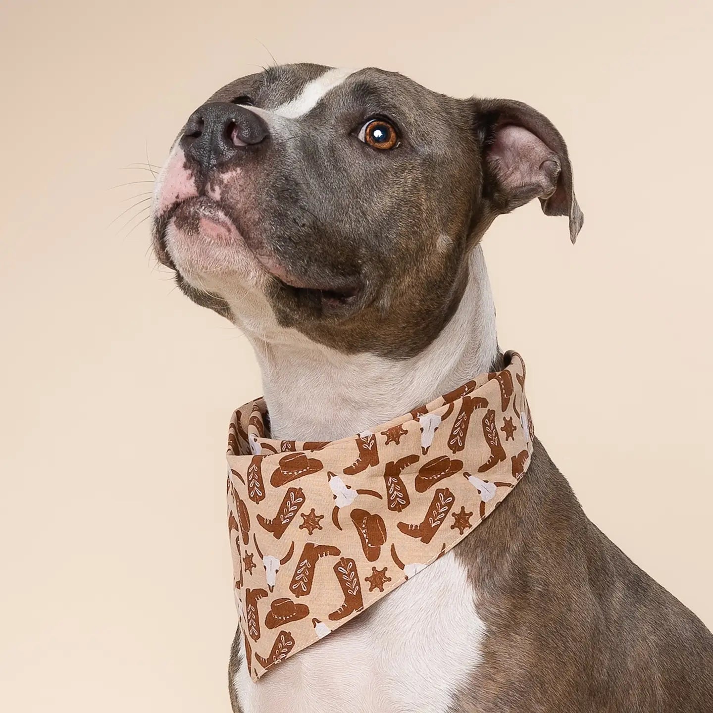 Bandana Bronco