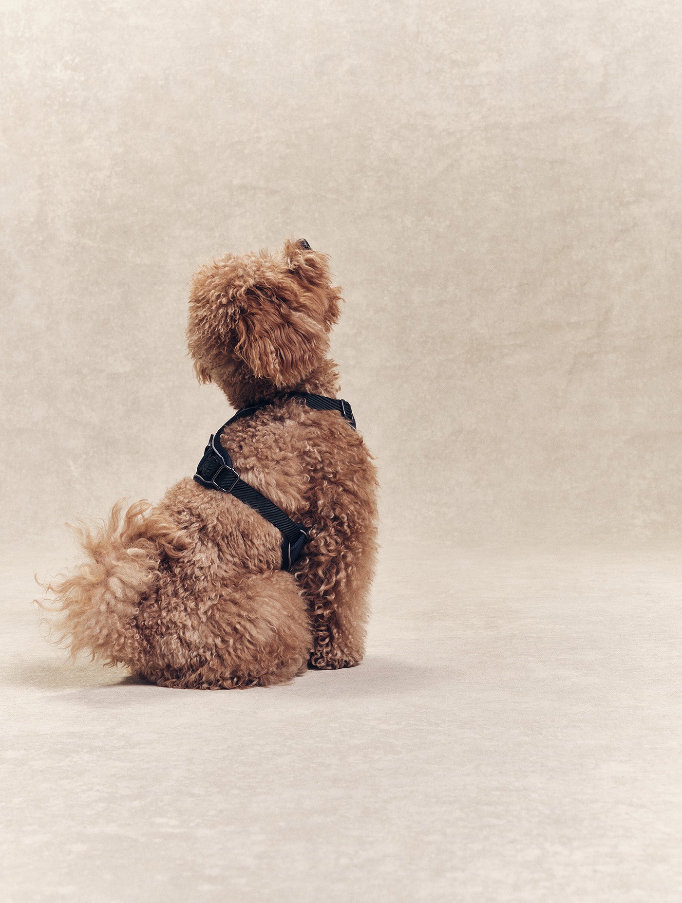 Laisse ajustable Aigle