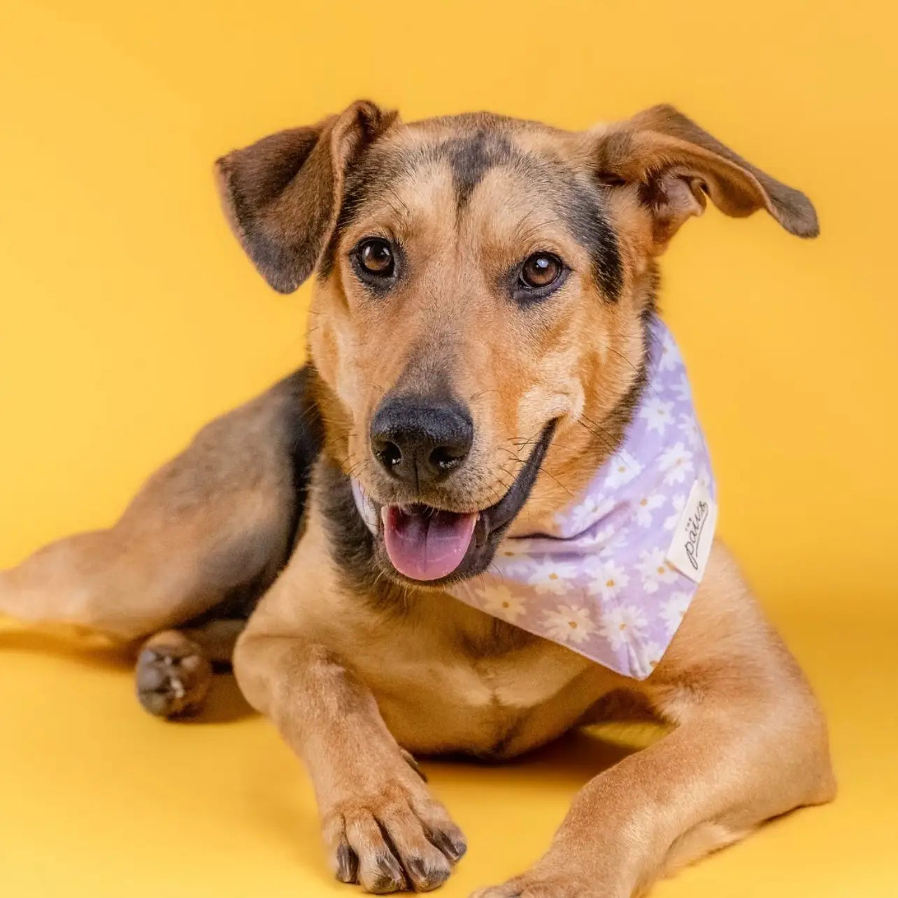Bandana Belle