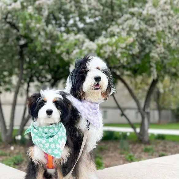 Bandana Belle
