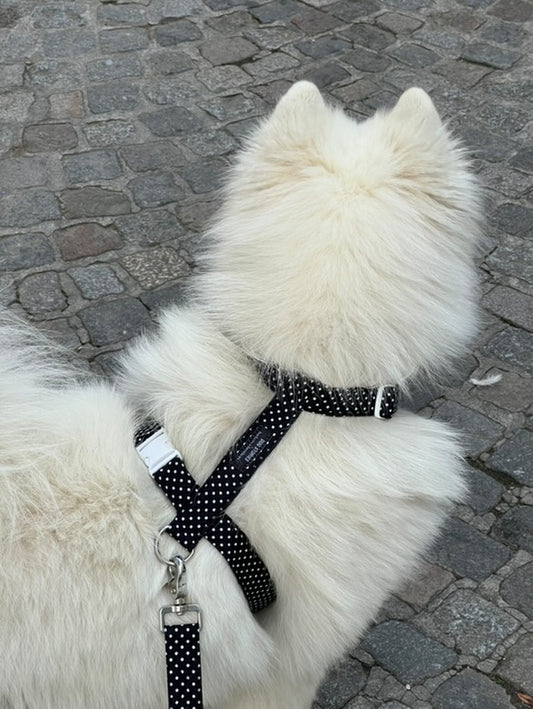 Harnais Polka Dots