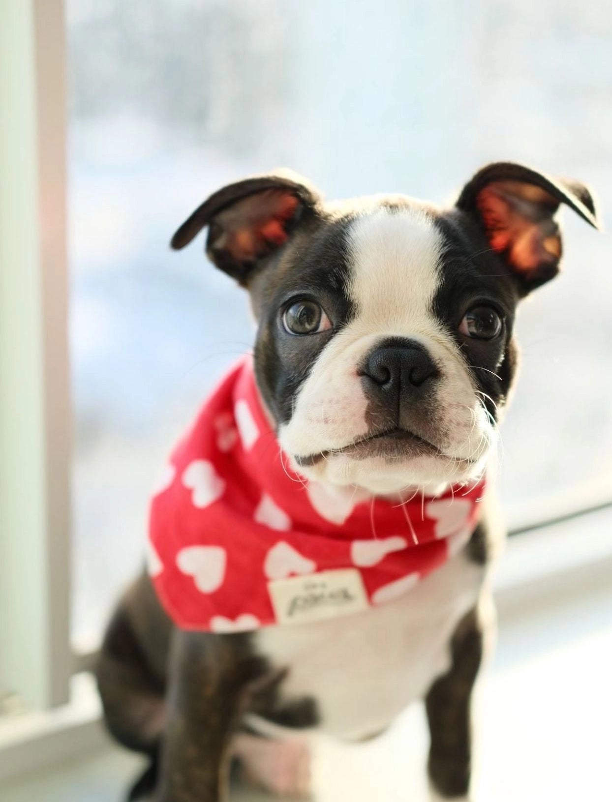 Bandana Nana