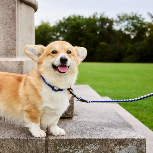 Laisse tressée Blue/Off-white HAY