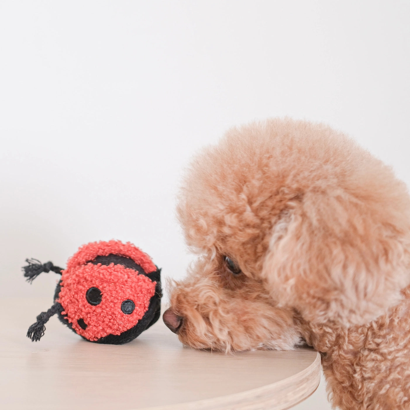Jouet de fouille + balle coccinelle