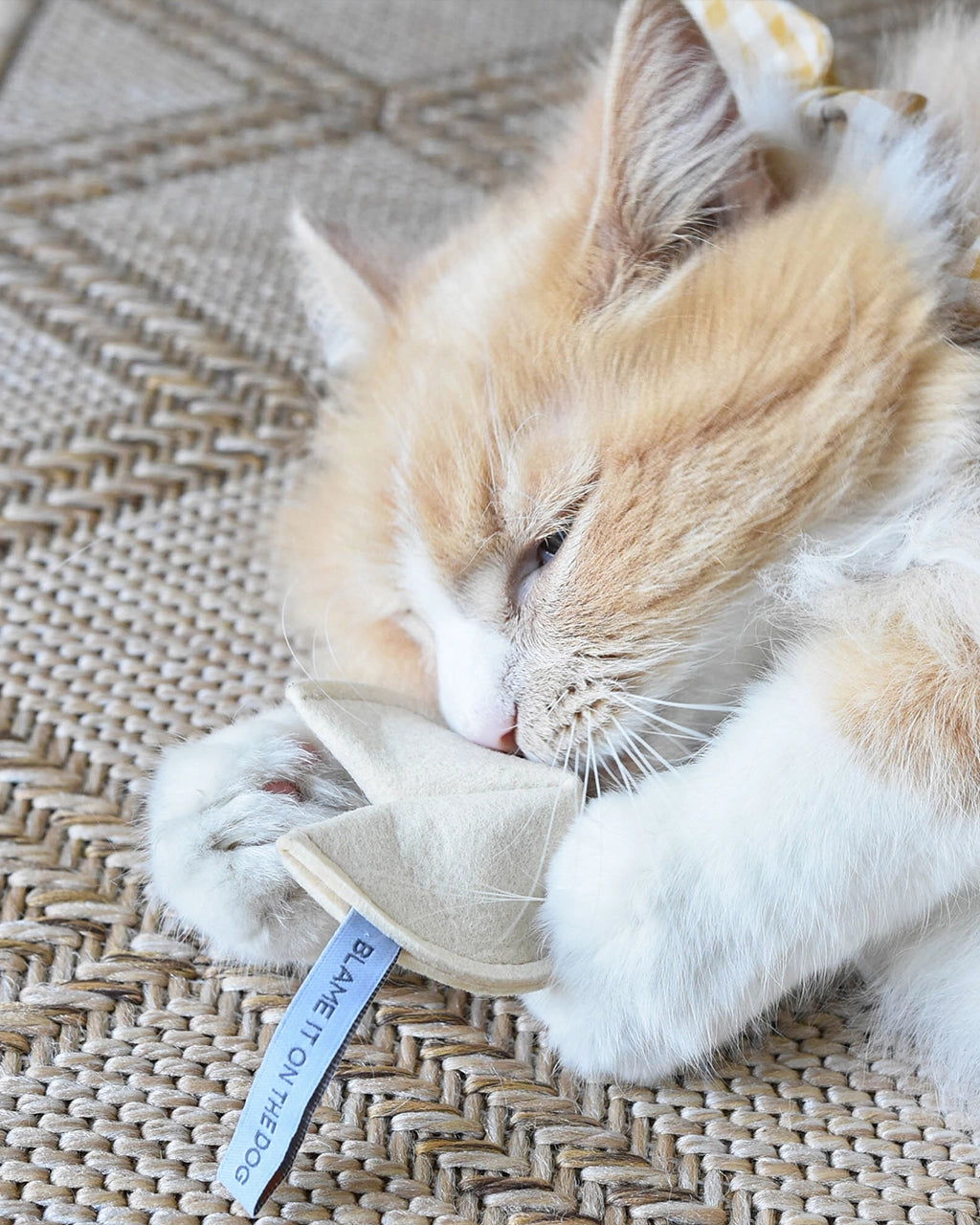Jouet pour chat Fortune cookie