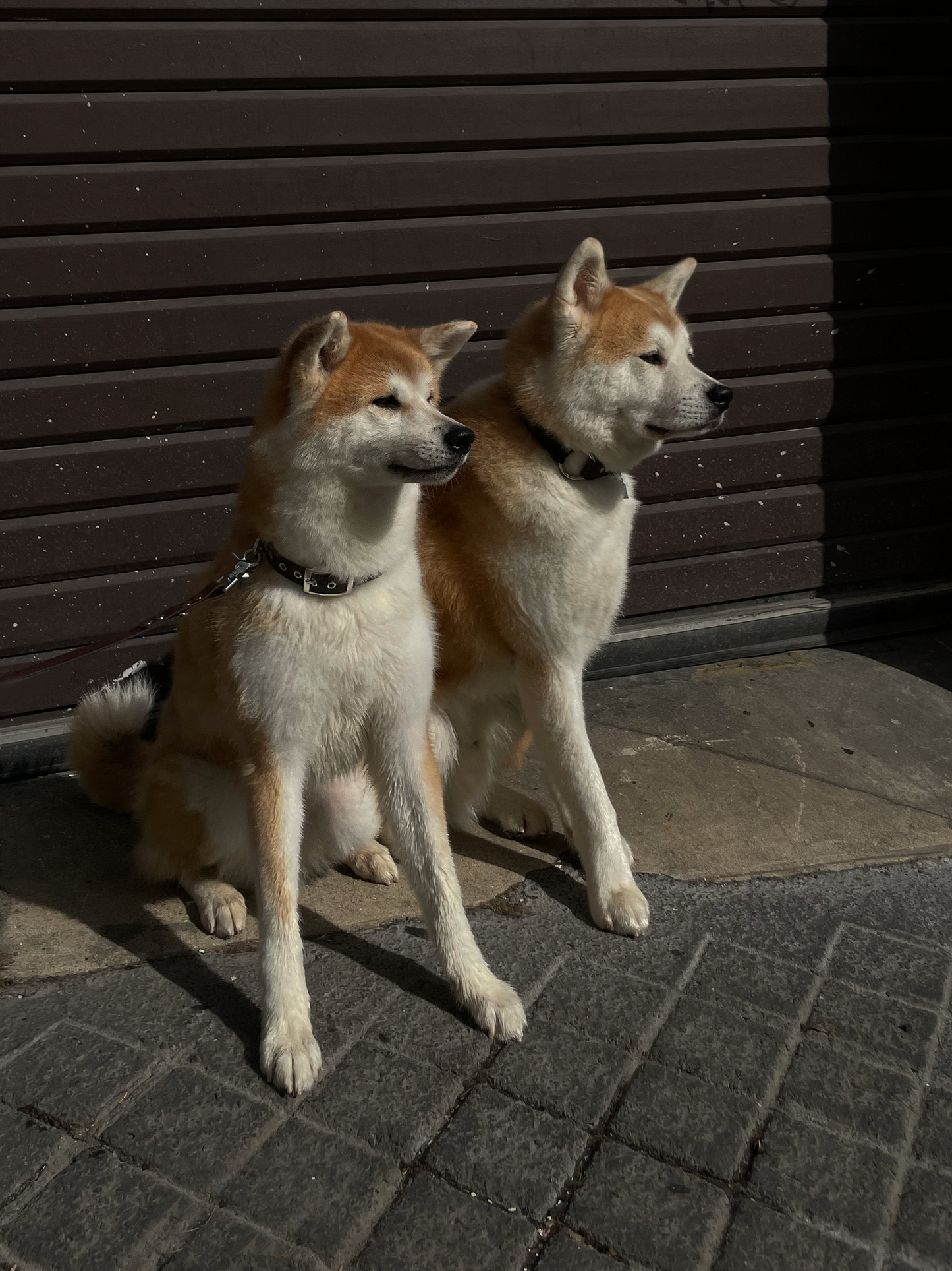 Laisse mains-libres 3 positions Brownie