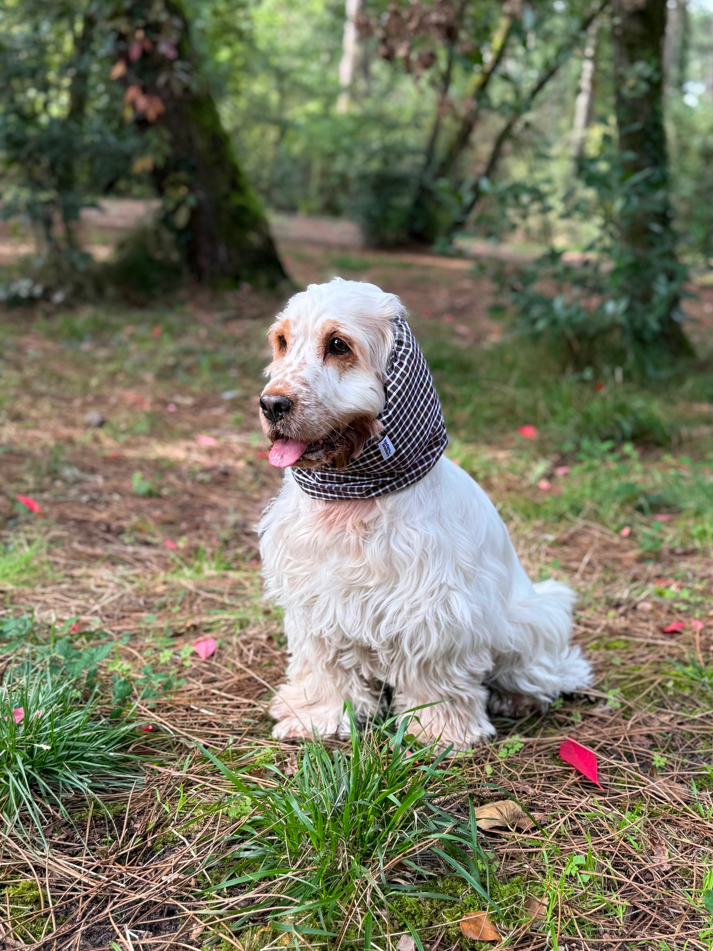 Snood Espresso