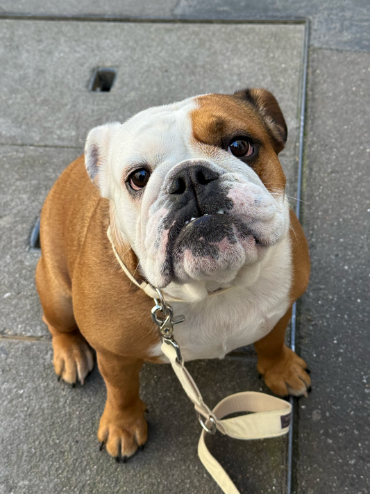 Collier Butter Yellow