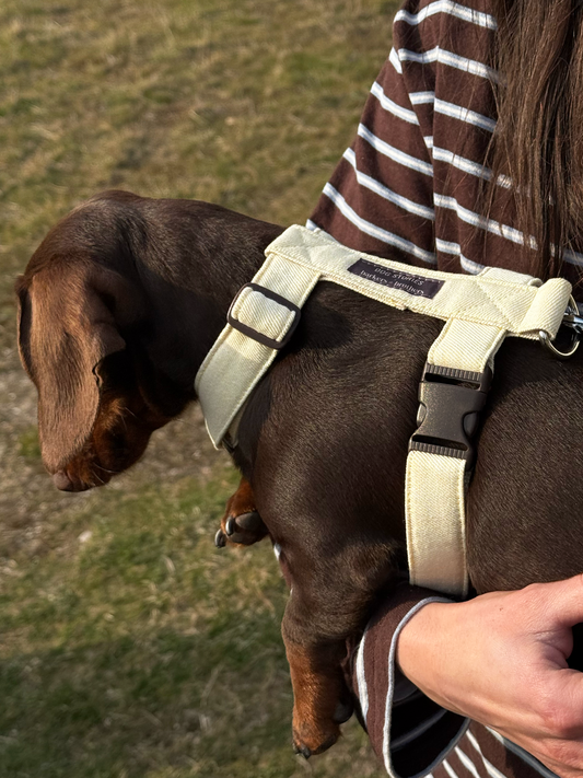 Harnais Butter Yellow