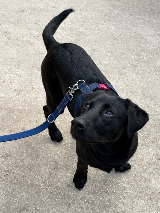 Laisse mains libres Dark Jeans