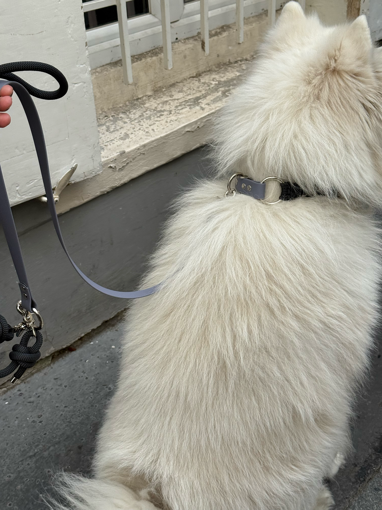 Laisse mains-libres 3 positions Black Sesame