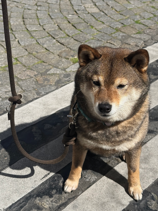 Laisse mains-libres corde Brownie