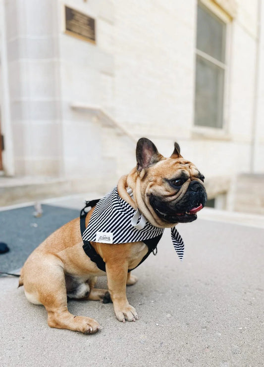 Bandana Captain Jack