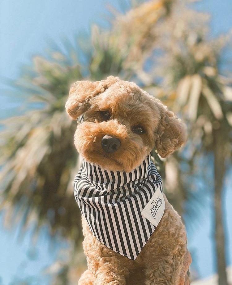 Bandana Captain Jack