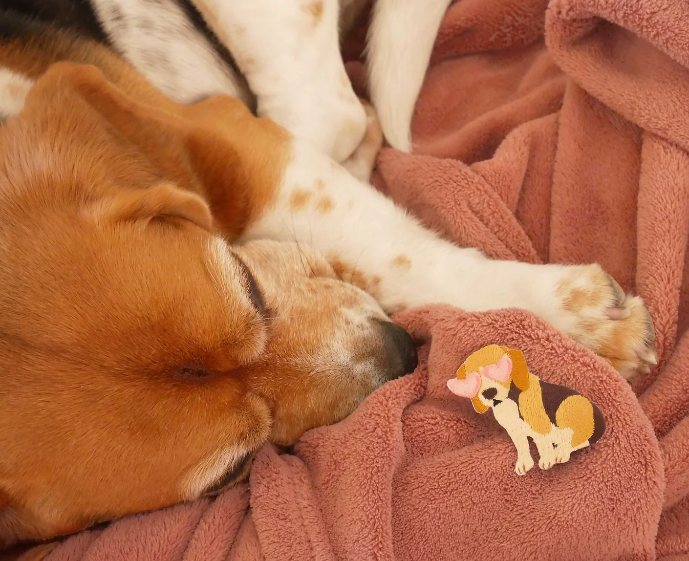 Patch thermocollant Beagle