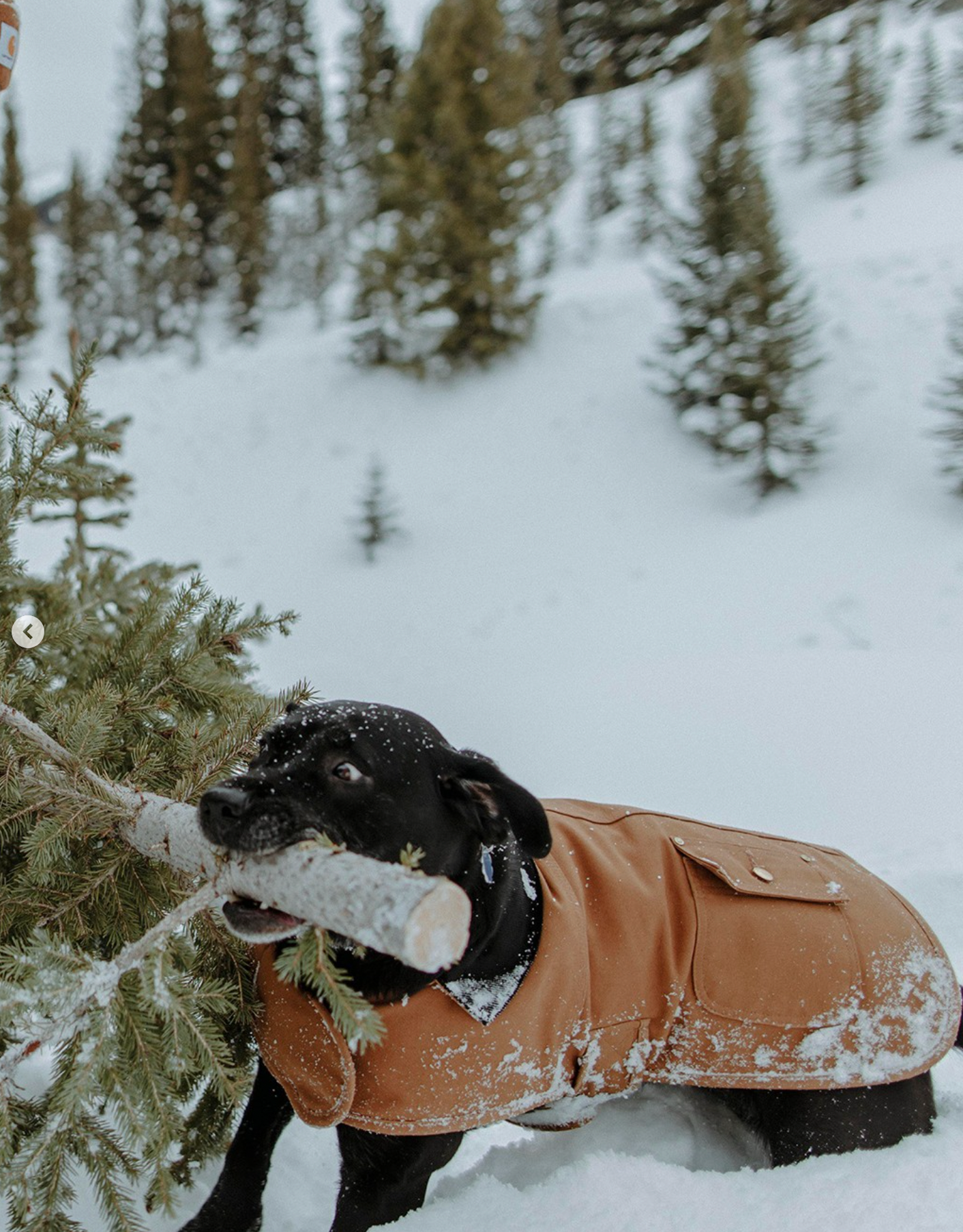 Manteau Firm duck insulated dog chore