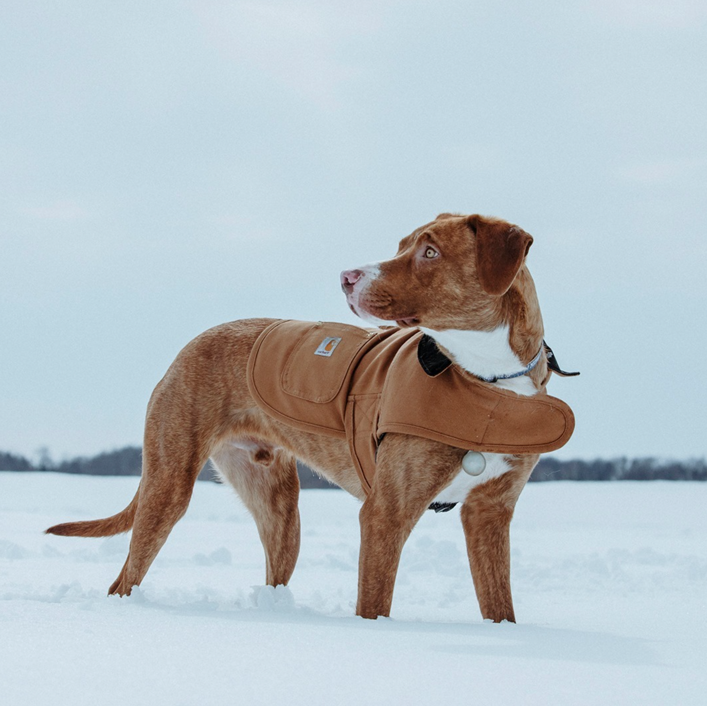 Manteau Firm duck insulated dog chore