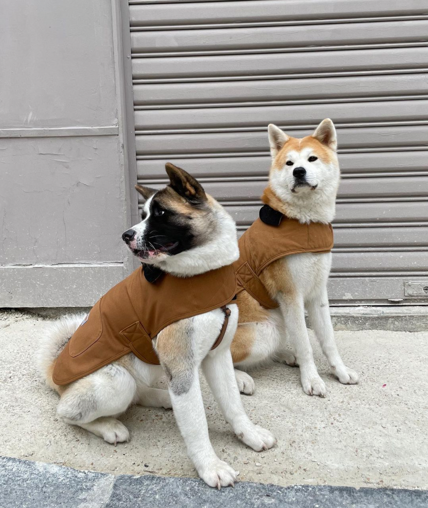Manteau Firm duck insulated dog chore