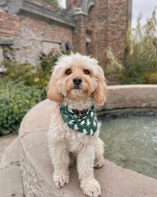 Bandana de Noël Rainier Sapin