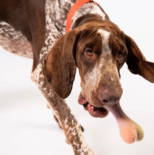 Jouet os en feutre Ombré