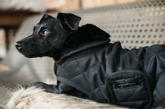 Manteau fourré pour chien