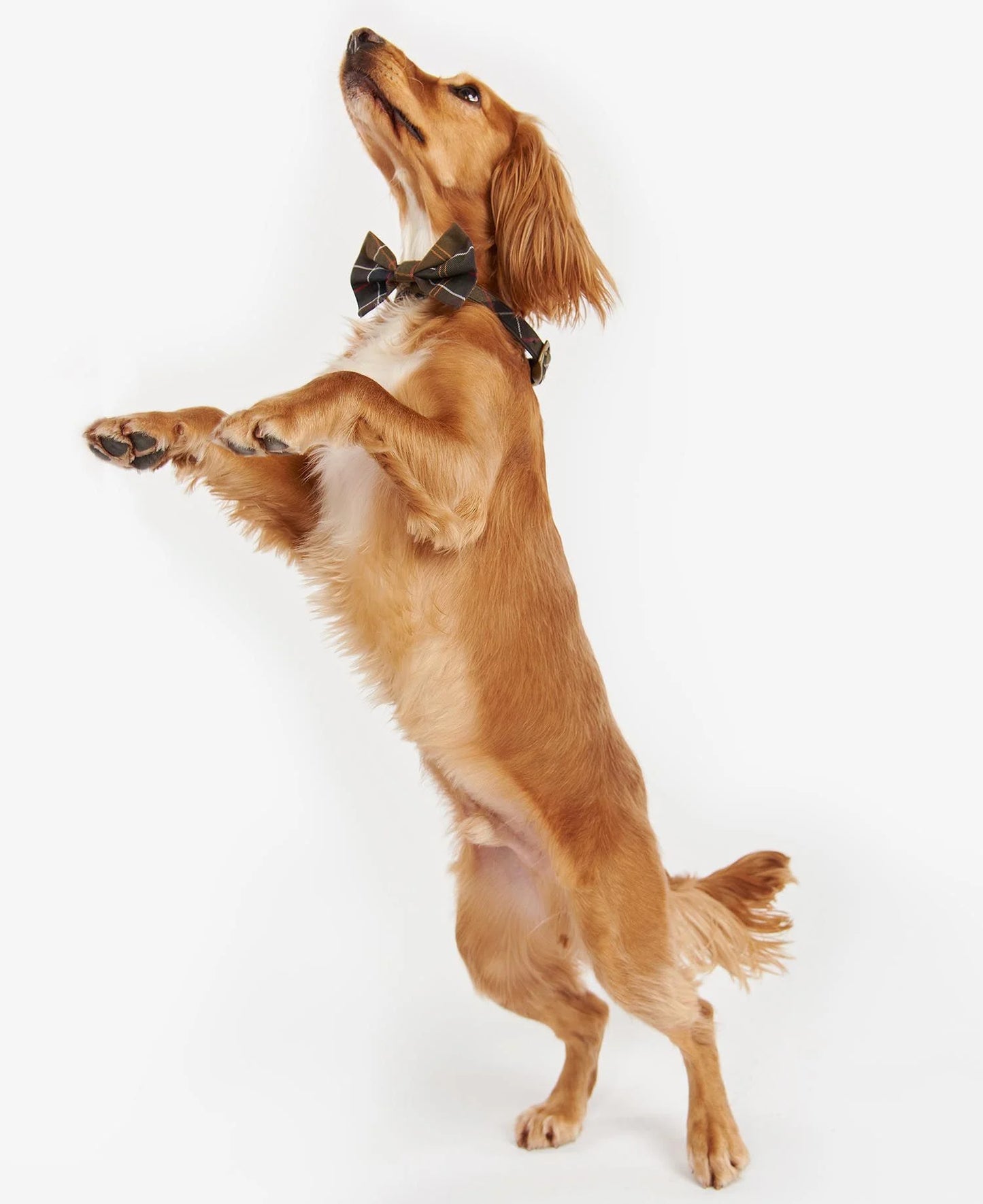 Nœud papillon Barbour