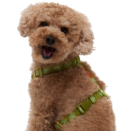 Harnais Y Matcha Green