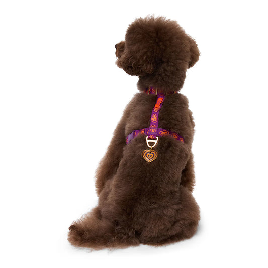 Harnais Y Orange/Violet