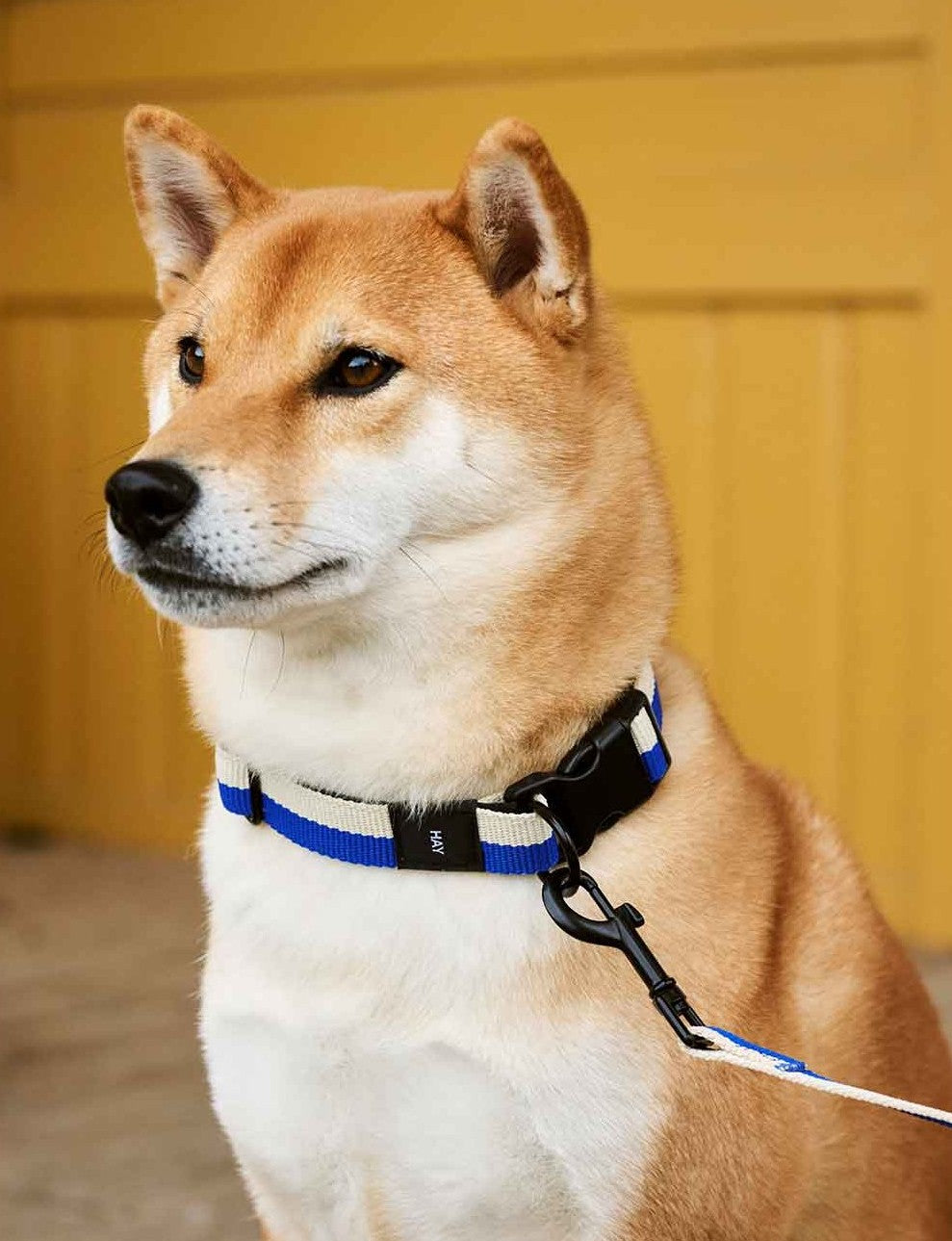 Laisse Blue/Off-white HAY