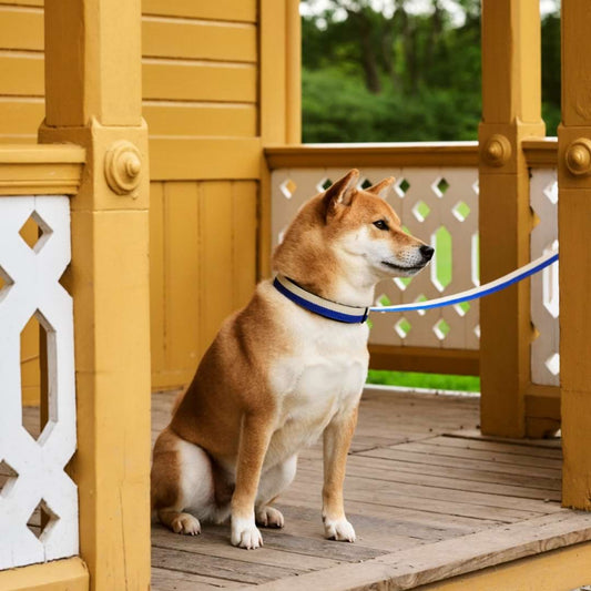 Laisse Blue/Off-white HAY