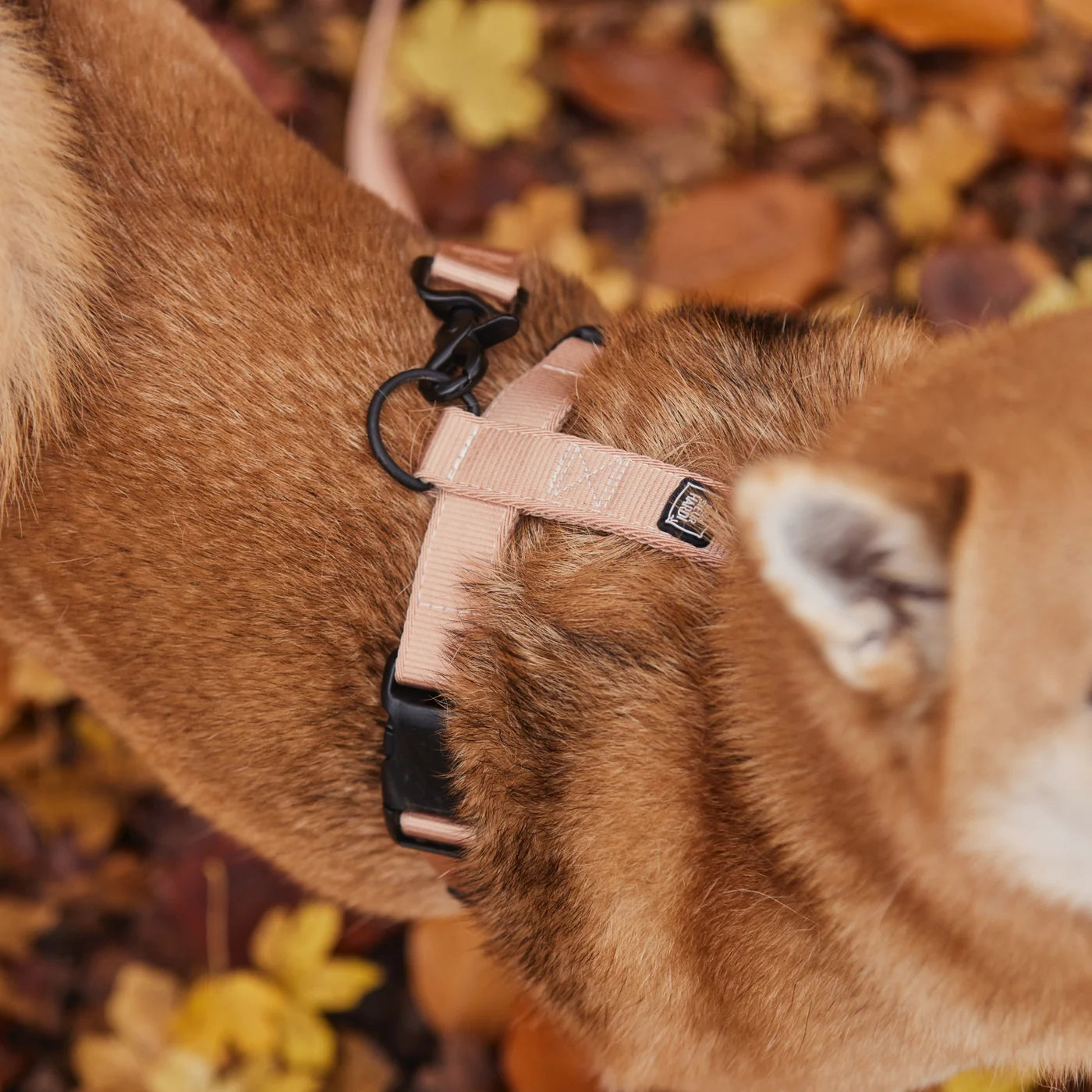 Laisse pour chien rose