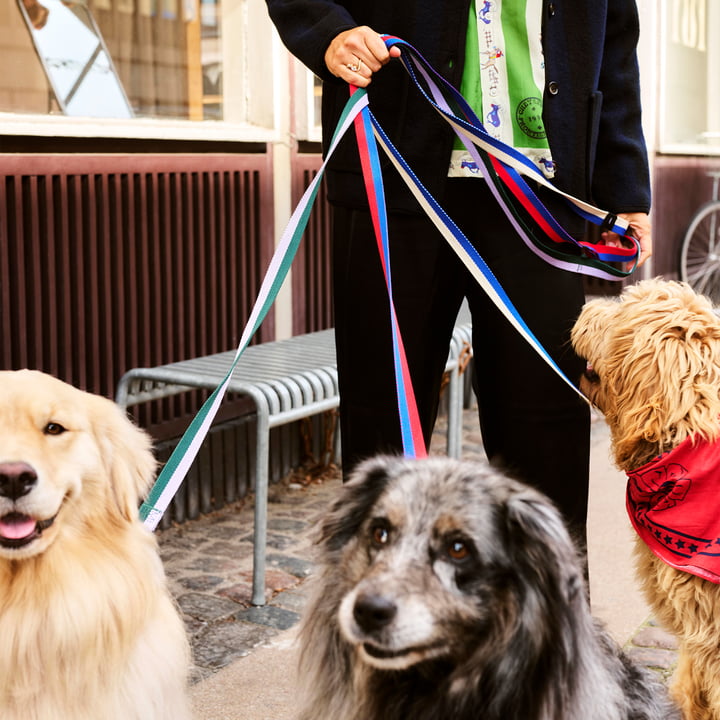 Laisse Lavender/Green HAY