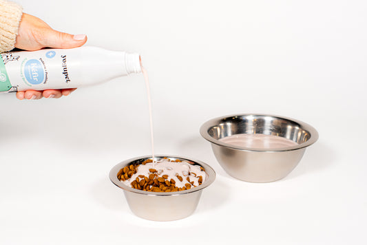 Kéfir pour chien - Myrtille et Brocoli