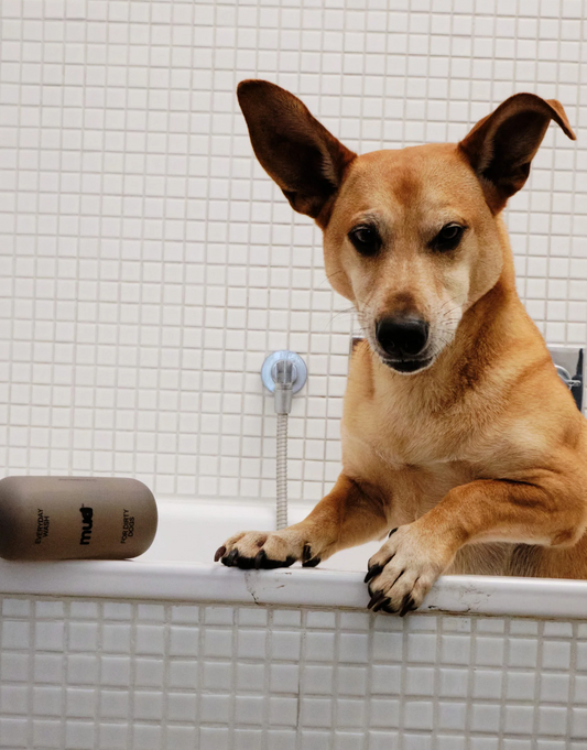 Shampoing pour chiens sans parfum