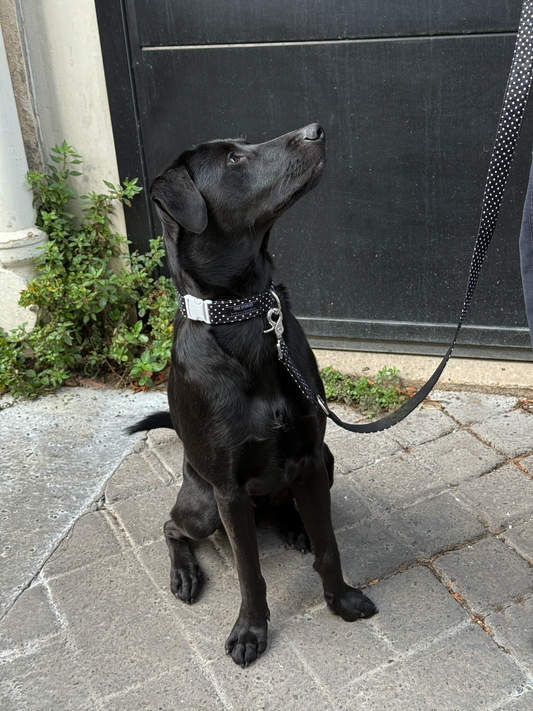 Laisse mains libres Polka Dots