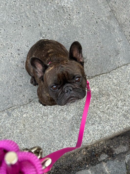 Laisse mains-libres 3 positions Raspberry Jam