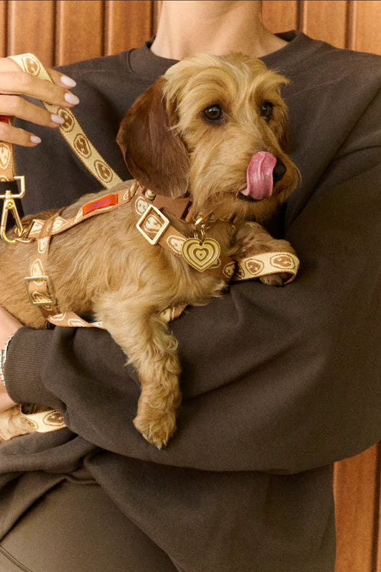 Harnais Y Latte Brown