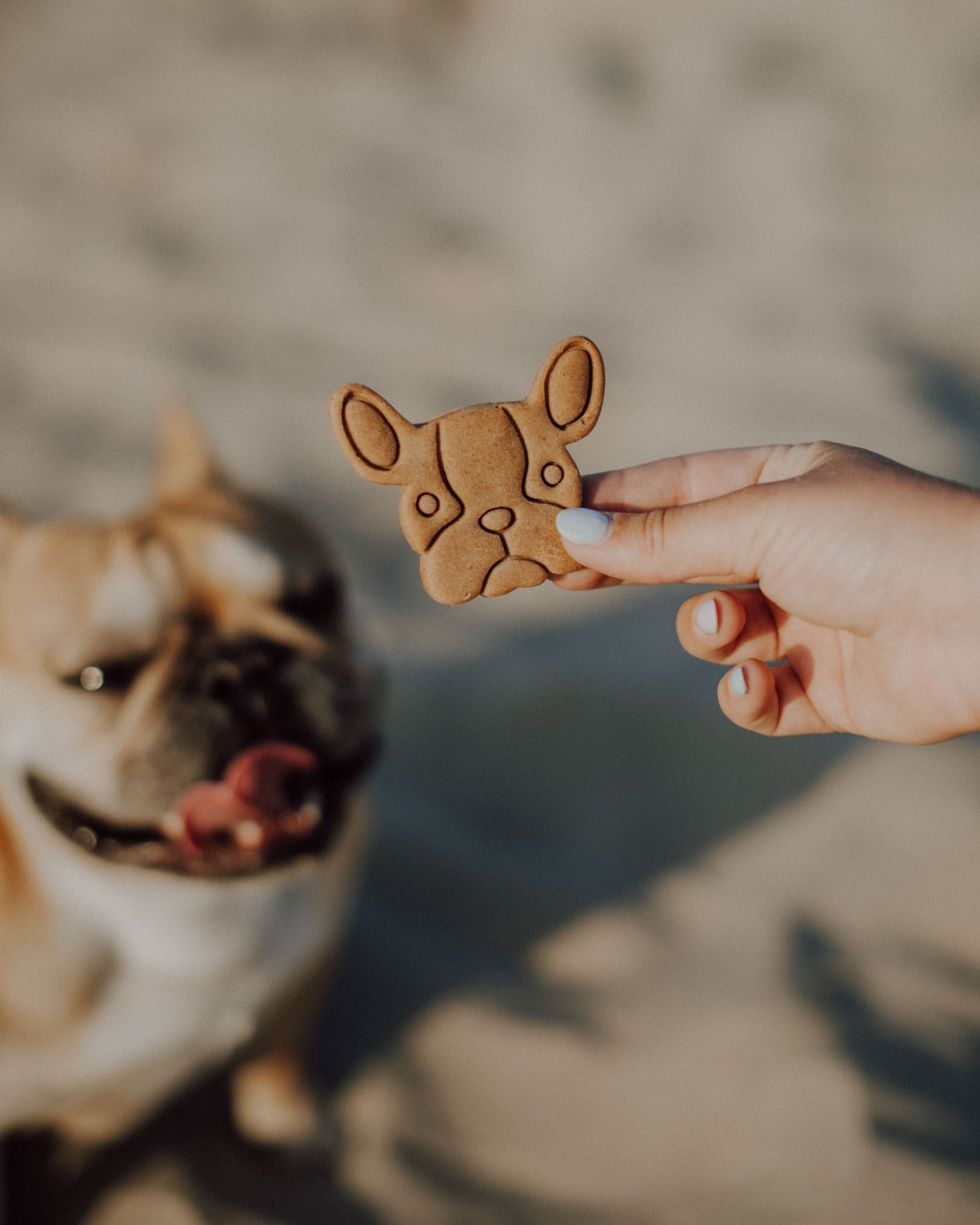Biscuits Race de chiens