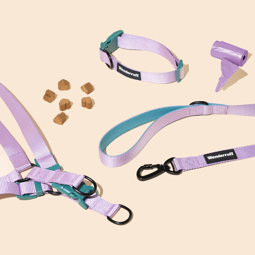 Laisse en sangle Daisy