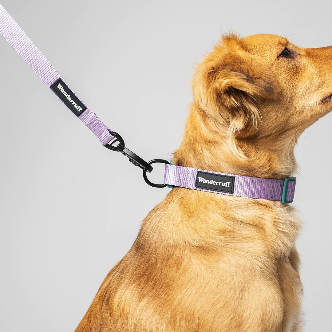 Laisse en sangle Daisy