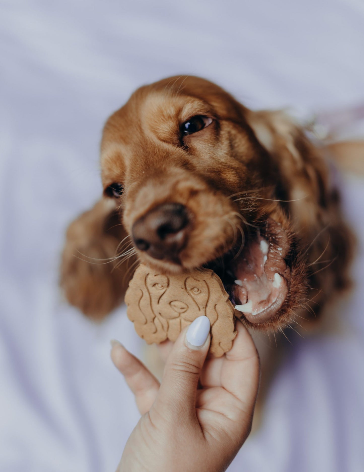 Biscuits Race de chiens