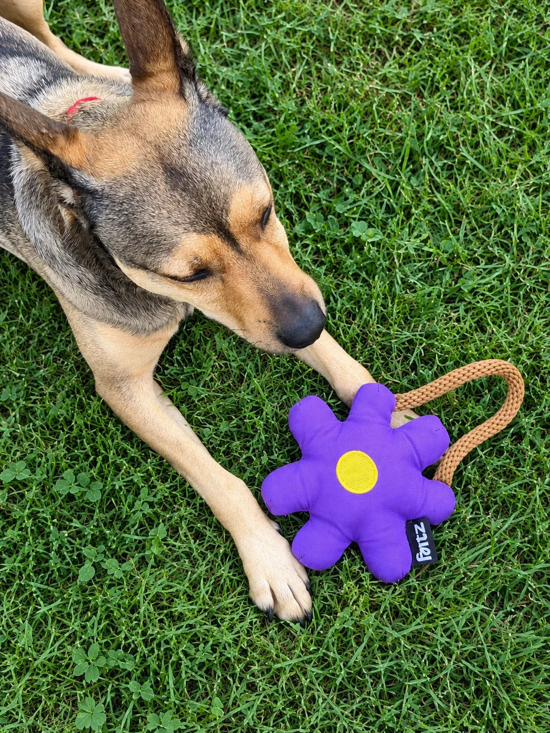 Jouet Daisy