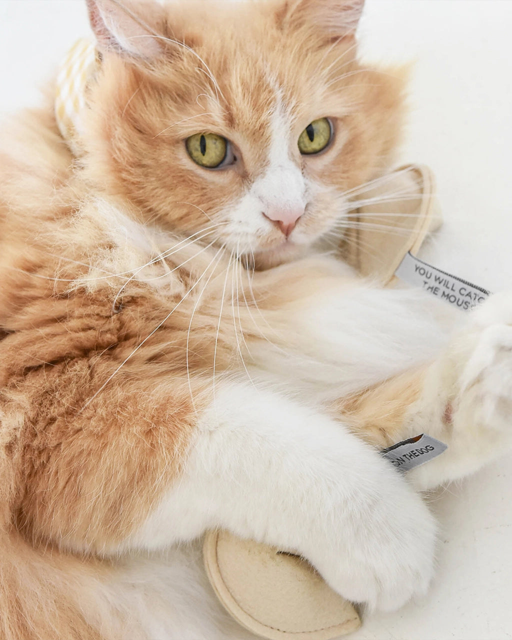 Jouet pour chat Fortune cookie