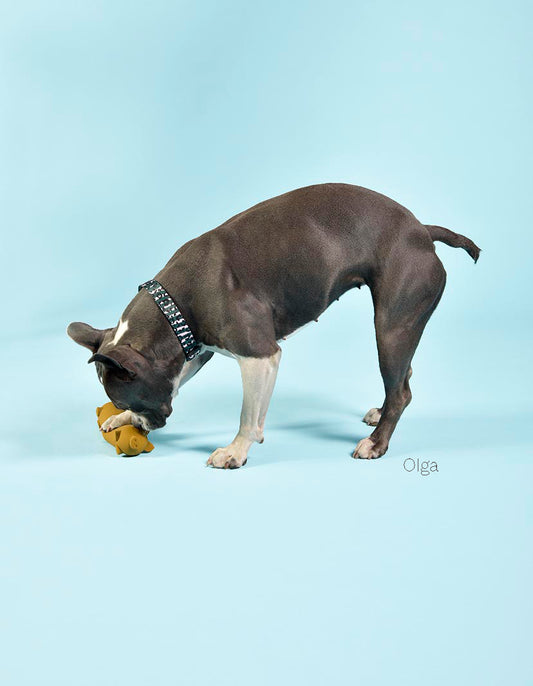 Jouet cochon en latex Wursty