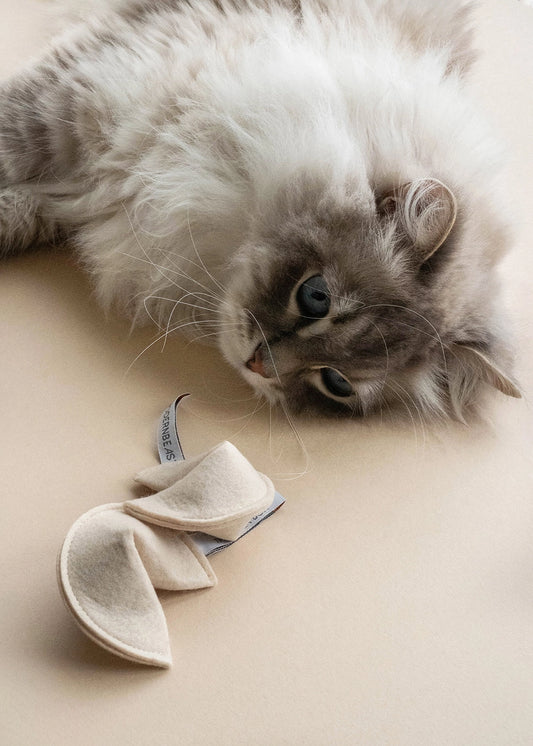 Jouet pour chat Fortune cookie