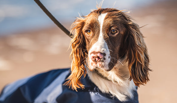 Imperméable pour chien Navy