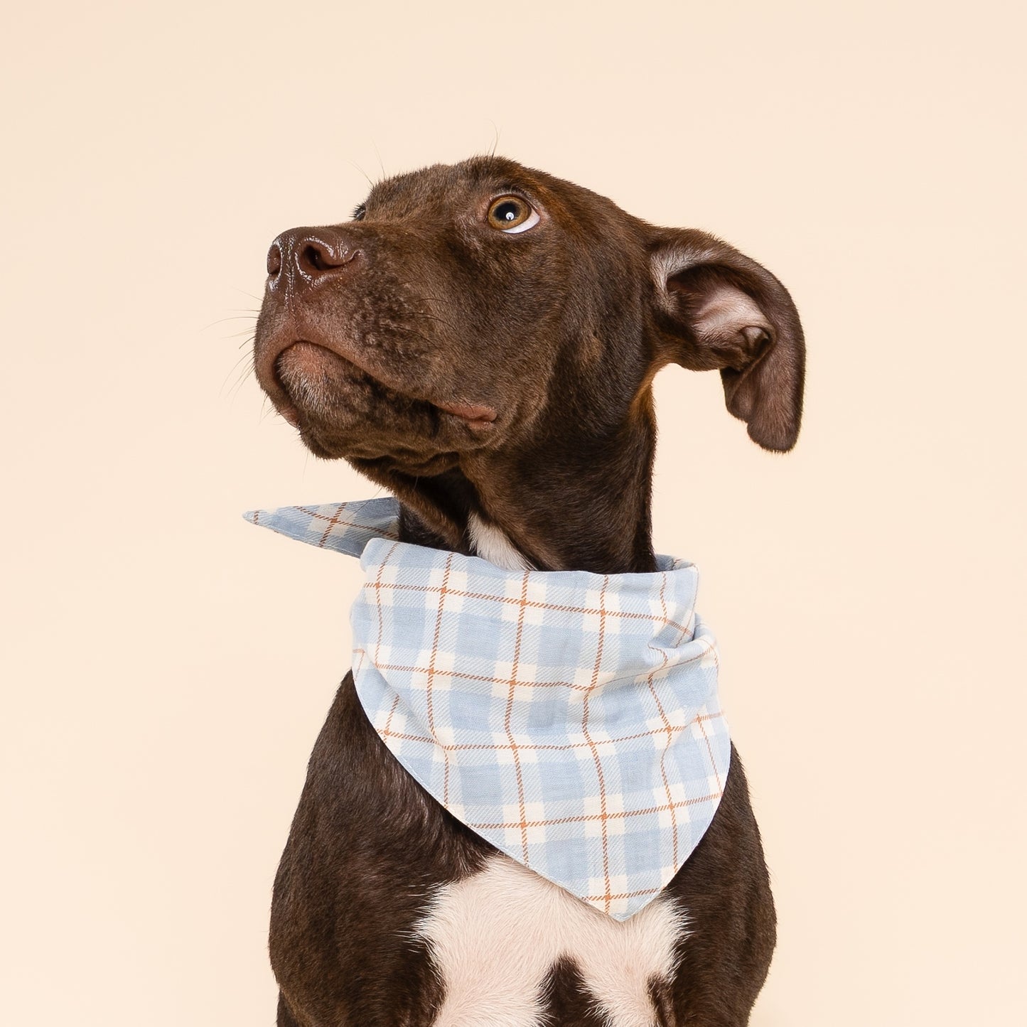 Bandana Harlowe