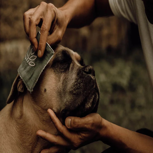 Lotion nettoyante yeux et oreilles